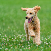 test men 